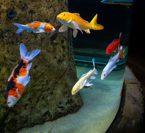 Aquarium in Malta
